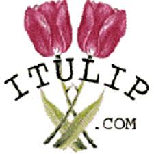 iTulip